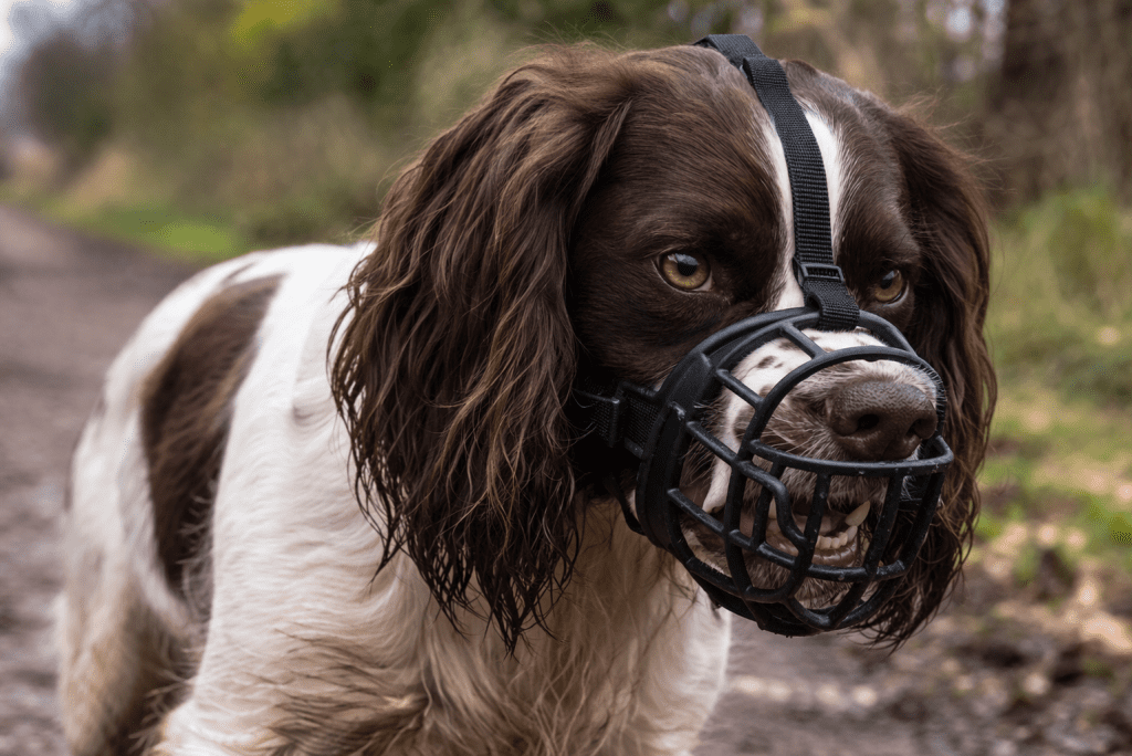 Cocker Spaniel wearing a muzzle in a woodland setting — muzzle training is an important safety measure for dogs with a bite history.
