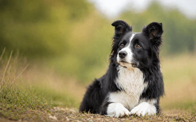 Understanding Dog Behaviour Through an Ethological Approach
